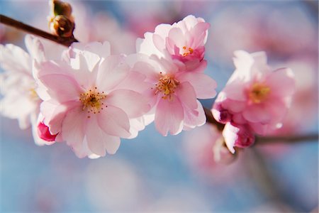 Close-up of cherry blossoms Foto de stock - Sin royalties Premium, Código: 6102-04929722