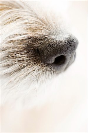 Snow bears nose Stock Photo - Premium Royalty-Free, Code: 6102-05655355