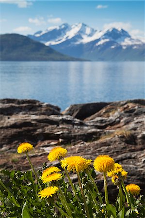 Yellow dandelions, fiord in background Stock Photo - Premium Royalty-Free, Code: 6102-05655392