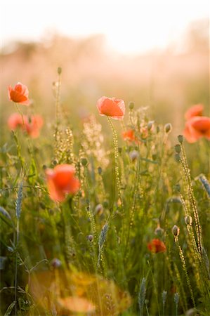 summer in the meadow - Fleurs au coucher du soleil Photographie de stock - Premium Libres de Droits, Code: 6102-05655473