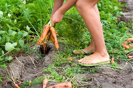 A girl harvesting carrots Stock Photo - Premium Royalty-Free, Code: 6102-05655471