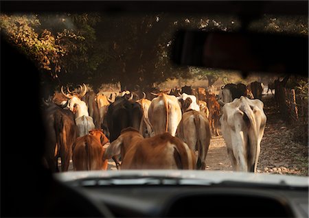 Vaches devant une voiture Photographie de stock - Premium Libres de Droits, Code: 6102-05655540