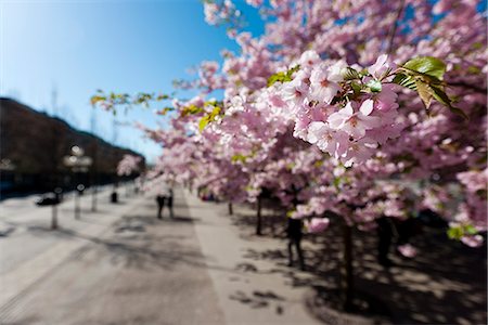 stockholm - Cherry trees in a park Stock Photo - Premium Royalty-Free, Code: 6102-05655549