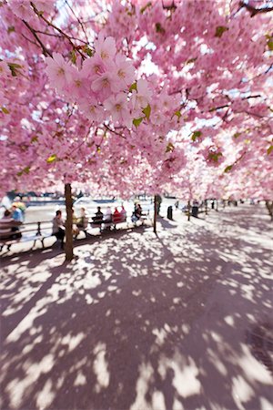 flowering trees and path - Cherry trees in a park Stock Photo - Premium Royalty-Free, Code: 6102-05655550