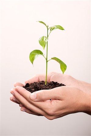simsearch:6102-05655515,k - Eine Pflanze in hohlen Händen Stockbilder - Premium RF Lizenzfrei, Bildnummer: 6102-05655523