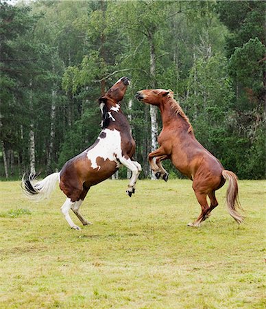 scandinavia horse - Two horses fighting Stock Photo - Premium Royalty-Free, Code: 6102-05655536