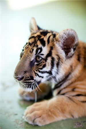 Asian tiger in zoo, close-up Stock Photo - Premium Royalty-Free, Code: 6102-05603757