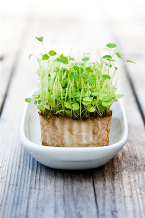 Cress growing in dish on wooden table Stock Photo - Premium Royalty-Free, Code: 6102-05802566