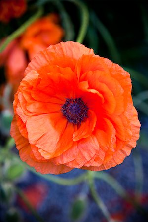 stamen - Close up of poppy Stock Photo - Premium Royalty-Free, Code: 6102-05802576