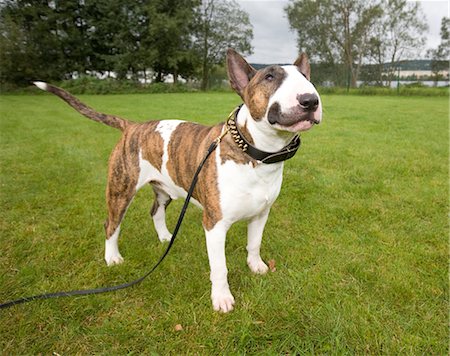 simsearch:6102-07521553,k - Bull terrier dans le parc Photographie de stock - Premium Libres de Droits, Code: 6102-05802518