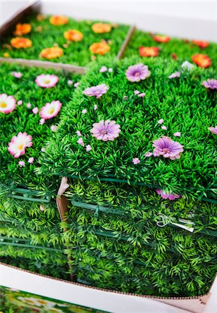 plastic flowers - Close-up of artificial grass with flowers Stock Photo - Premium Royalty-Free, Code: 6102-05802646