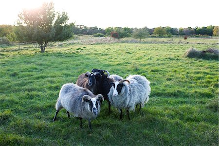 simsearch:6102-07843299,k - Four sheep on pasture Stock Photo - Premium Royalty-Free, Code: 6102-05955896