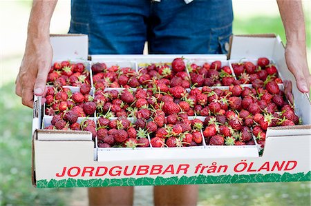 schweden - Homme tenant boîte pleine de fraises, gros plan Photographie de stock - Premium Libres de Droits, Code: 6102-06026099