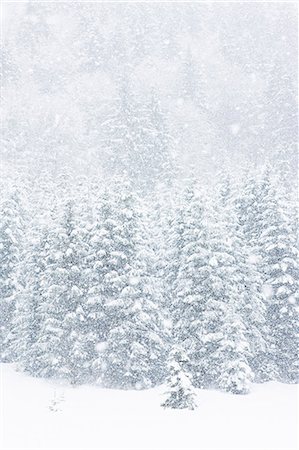 snow blizzard - Scenic view of winter forest Stock Photo - Premium Royalty-Free, Code: 6102-06026033