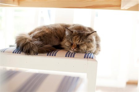 sleeping cats - Chat dormant Photographie de stock - Premium Libres de Droits, Code: 6102-06374481