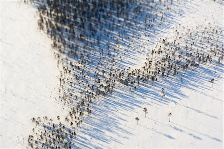 Aerial view of pine trees at winter Foto de stock - Sin royalties Premium, Código: 6102-06374540