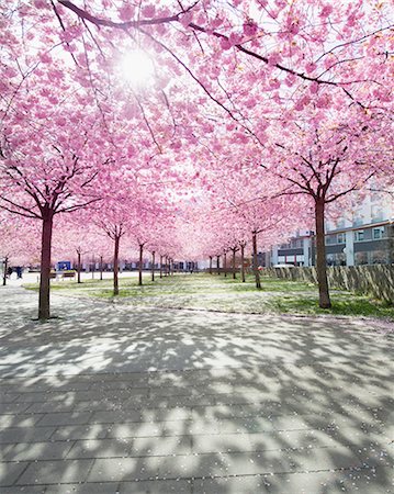 View of park with alley lined with blooming trees Foto de stock - Sin royalties Premium, Código: 6102-06374582