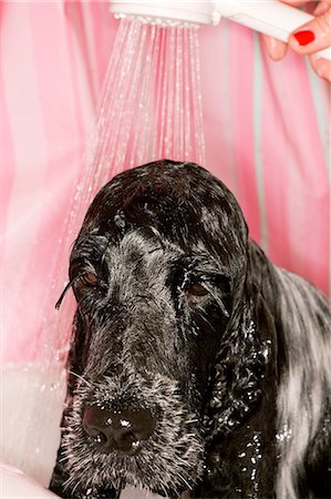 simsearch:6102-03750740,k - Cocker spaniel having shower Foto de stock - Sin royalties Premium, Código: 6102-06374509