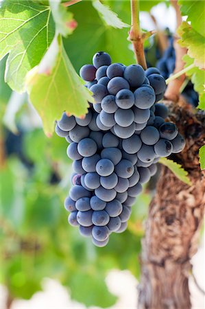 Close-up of red grapes Stock Photo - Premium Royalty-Free, Code: 6102-06374514