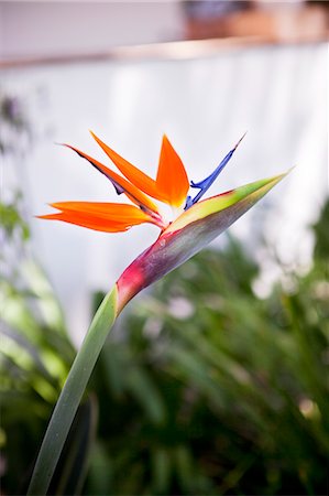 Close-up of bird of paradise flower Stock Photo - Premium Royalty-Free, Code: 6102-06374521