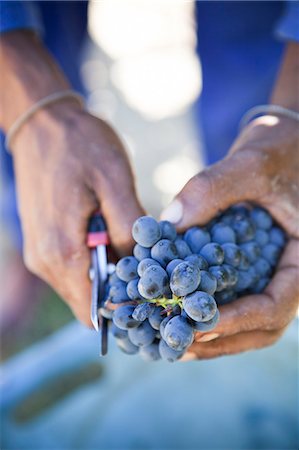 découpage - Mains tenant la grappe de raisin rouge Photographie de stock - Premium Libres de Droits, Code: 6102-06374524