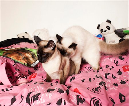 simsearch:6102-06374533,k - Two Siamese cats on bed Foto de stock - Sin royalties Premium, Código: 6102-06374533