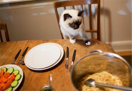 food for domestic animals - Siamese cat on table Stock Photo - Premium Royalty-Free, Code: 6102-06374532