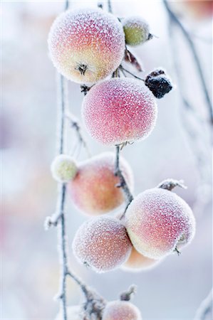 simsearch:6102-08520668,k - Frosted apples on branch Stock Photo - Premium Royalty-Free, Code: 6102-06336583