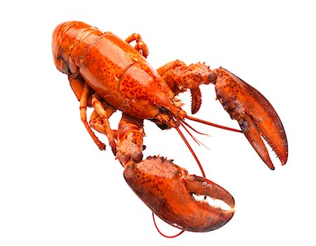 simsearch:6102-08748683,k - Lobster on white background Stock Photo - Premium Royalty-Free, Code: 6102-06336514