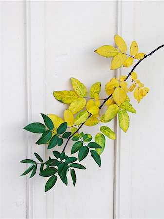 Branch with autumn leaves hanging on wall Stock Photo - Premium Royalty-Free, Code: 6102-06336697