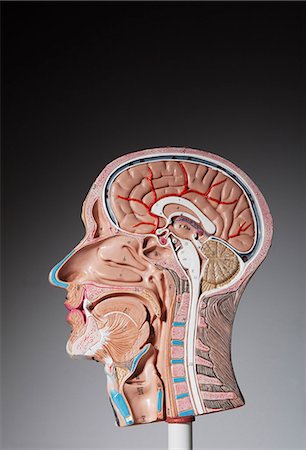 simsearch:6102-06336804,k - Anatomical model of human head Foto de stock - Royalty Free Premium, Número: 6102-06336764