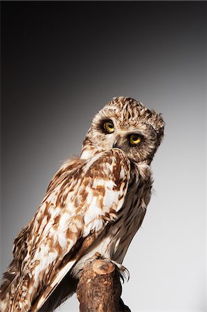 Studio shot of stuffed owl Stock Photo - Premium Royalty-Free, Code: 6102-06336769