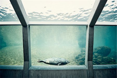 phoque crâbier - Seals in aquarium Foto de stock - Sin royalties Premium, Código: 6102-06336774