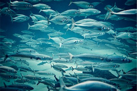 shoal (group of marine animals) - School of mackerel Stock Photo - Premium Royalty-Free, Code: 6102-06336778