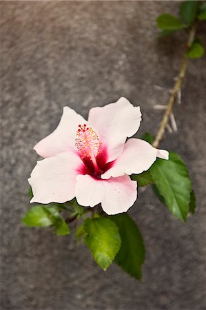 Hibiscus flower Foto de stock - Sin royalties Premium, Código: 6102-06336779