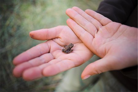 simsearch:6102-06336526,k - Small frog in child''s hand Foto de stock - Royalty Free Premium, Número: 6102-06336728