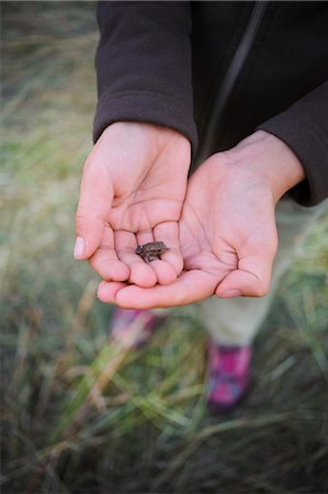 Petit amphibien enfant '' s la main Photographie de stock - Premium Libres de Droits, Code: 6102-06336729