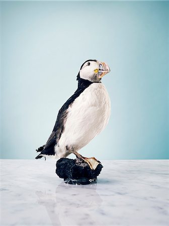 Stuffed Atlantic puffin Stock Photo - Premium Royalty-Free, Code: 6102-06336801