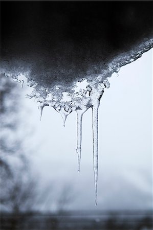Close-up of icicles Fotografie stock - Premium Royalty-Free, Codice: 6102-06337107