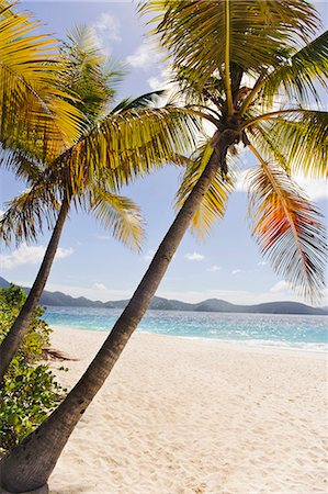 Palms over sandy beach Foto de stock - Sin royalties Premium, Código: 6102-06337137