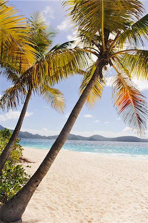 Palms over sandy beach Foto de stock - Royalty Free Premium, Número: 6102-06337137