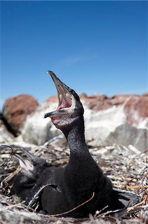 A young cormorant, Sweden. Photographie de stock - Premium Libres de Droits, Code: 6102-06470447