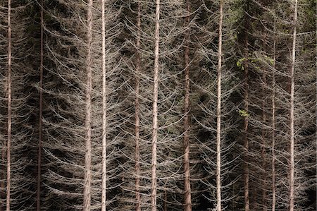 simsearch:6102-06470800,k - A dense fir-forest, Sweden. Foto de stock - Sin royalties Premium, Código: 6102-06470446
