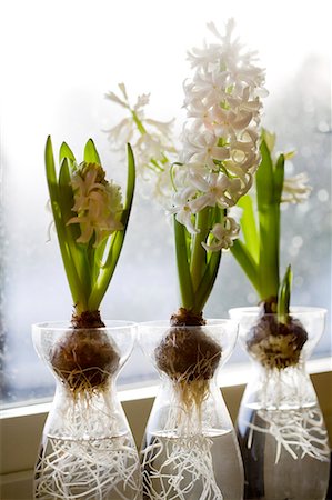 racine - White hyacinths in a window, Sweden. Photographie de stock - Premium Libres de Droits, Code: 6102-06470450