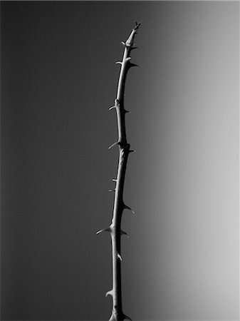 A bare branch of a rose. Photographie de stock - Premium Libres de Droits, Code: 6102-06470475