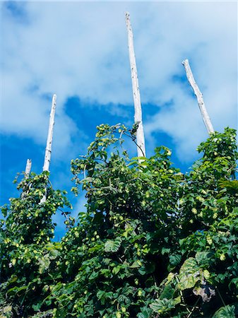 Hops against the sky, Sweden. Stock Photo - Premium Royalty-Free, Code: 6102-06470492