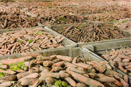 fruit and vegetable warehouse - Carrots, Sweden Stock Photo - Premium Royalty-Free, Code: 6102-06470427