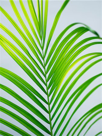 palm leaf - A palm-leaf, close-up, Sweden. Foto de stock - Sin royalties Premium, Código: 6102-06470503