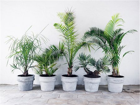 simsearch:6102-07282667,k - Palm-trees in pots against a wall, Sweden. Stock Photo - Premium Royalty-Free, Code: 6102-06470502