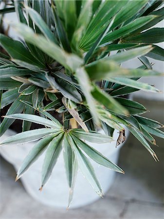 simsearch:6102-06470800,k - A palm tree in a pot, Sweden. Foto de stock - Sin royalties Premium, Código: 6102-06470504